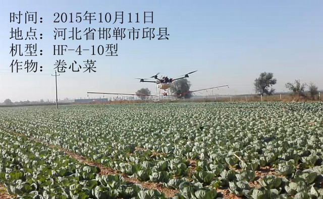 2015年10月11日省市邱縣卷心菜作業(yè)